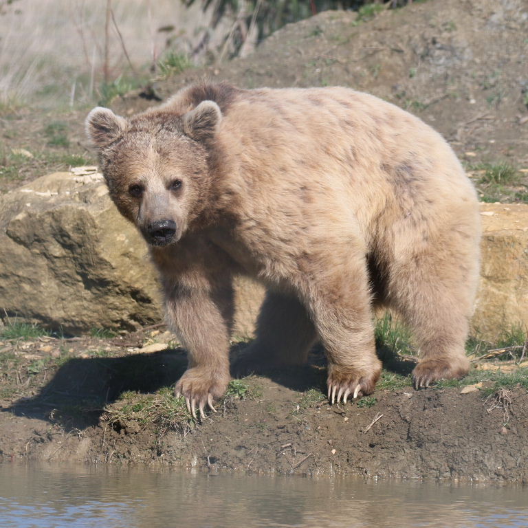Srian Brown Bear