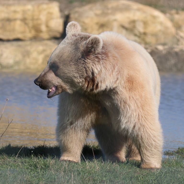 Srian Brown Bear