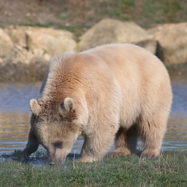 Srian Brown Bear