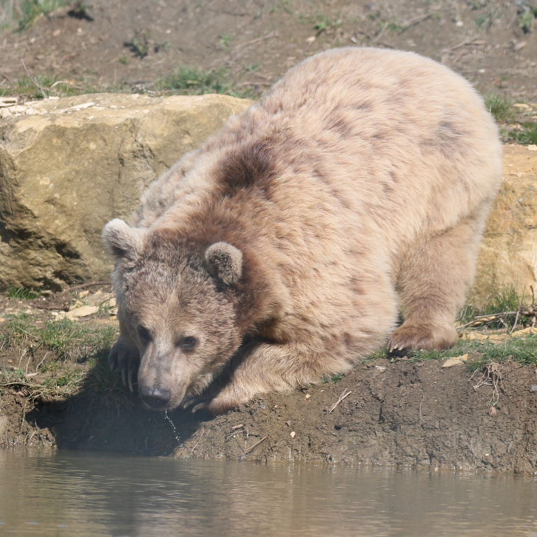 Srian Brown Bear