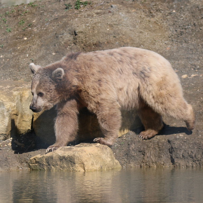 Srian Brown Bear