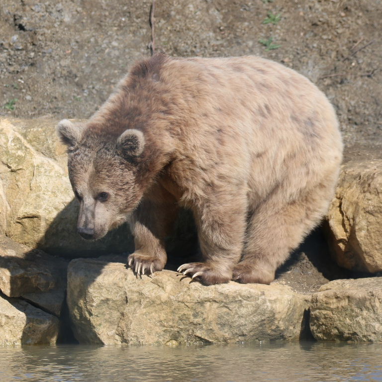 Srian Brown Bear