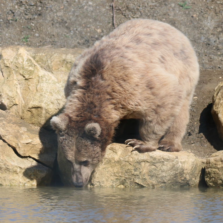 Srian Brown Bear
