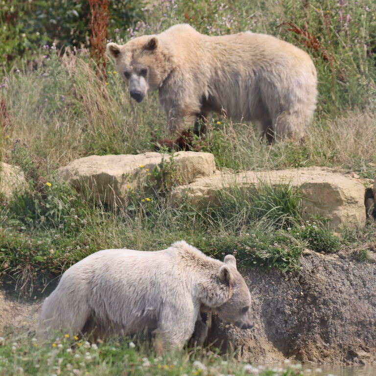 Srian Brown Bear