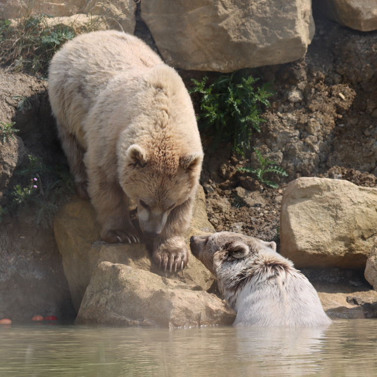 Srian Brown Bear