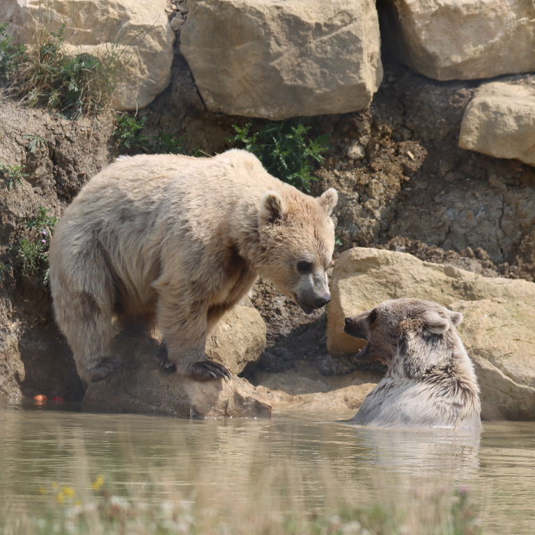 Srian Brown Bear