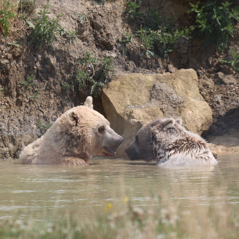 Srian Brown Bear