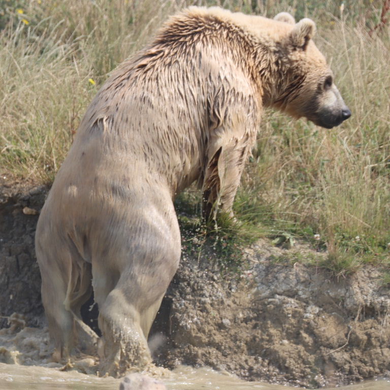 Srian Brown Bear