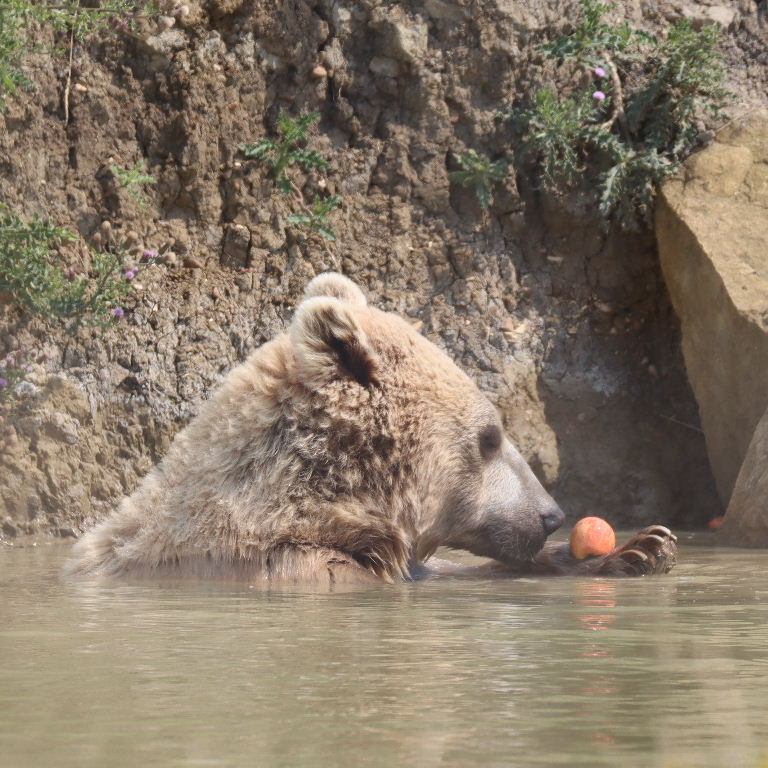 Srian Brown Bear
