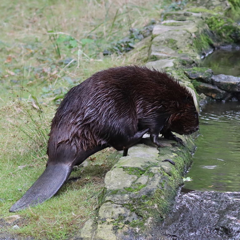 North American Beaver