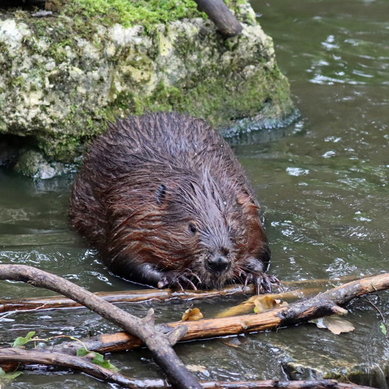 North American Beaver