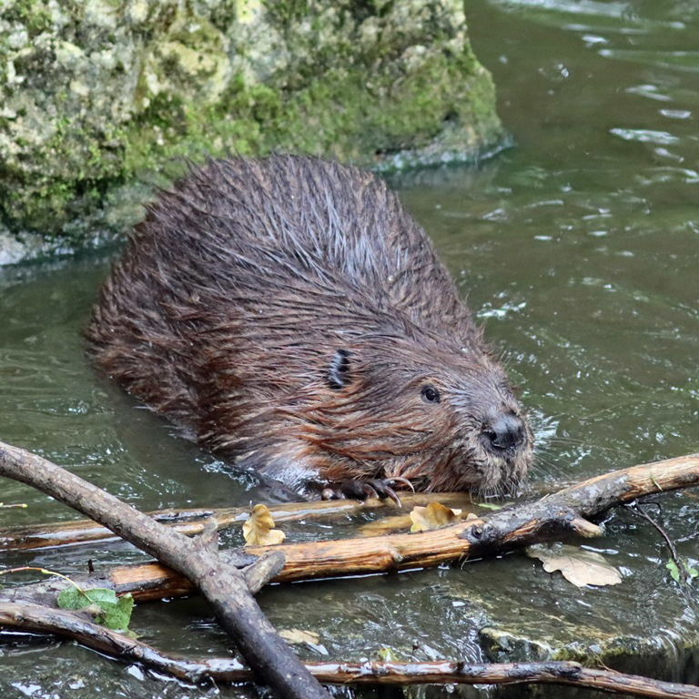 North American Beaver