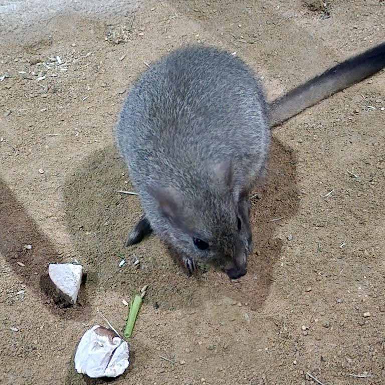 Brush-tailed Bettong