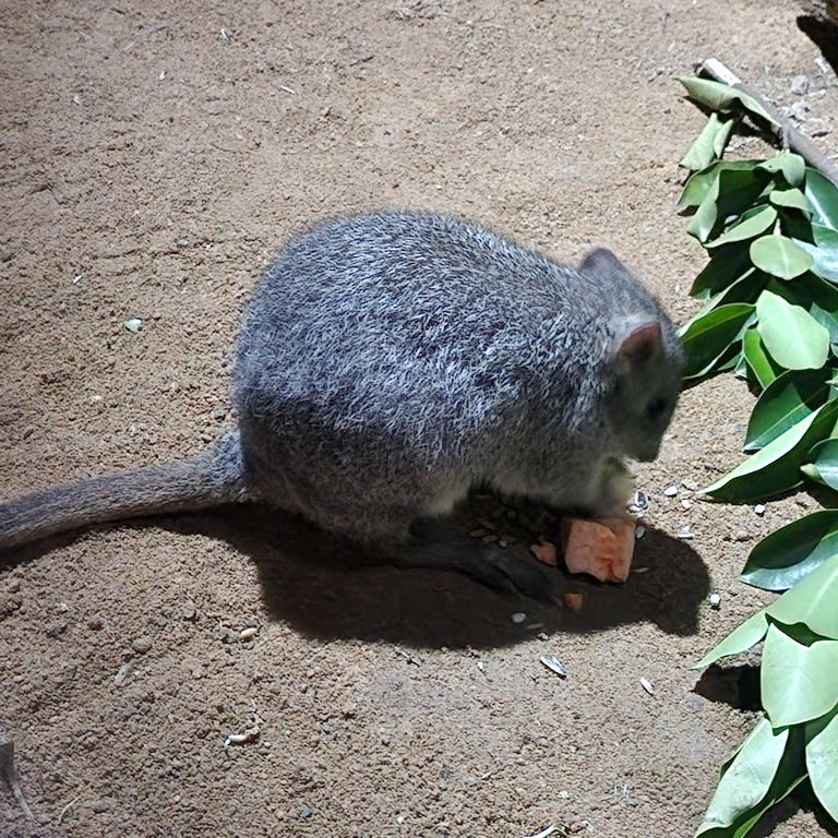 Brush-tailed Bettong