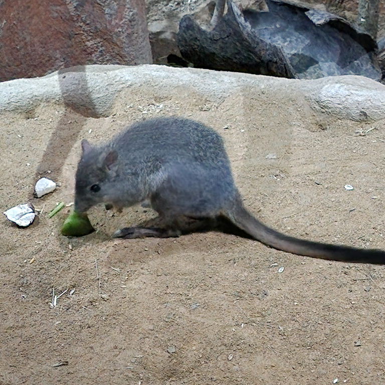 Brush-tailed Bettong