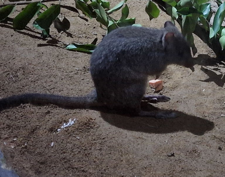 Brush-tailed Bettong