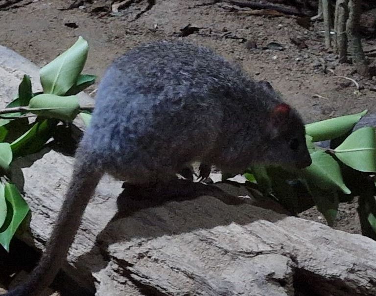 Brush-tailed Bettong