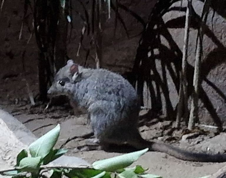 Brush-tailed Bettong