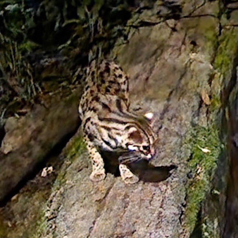 Asian Leopard Cat