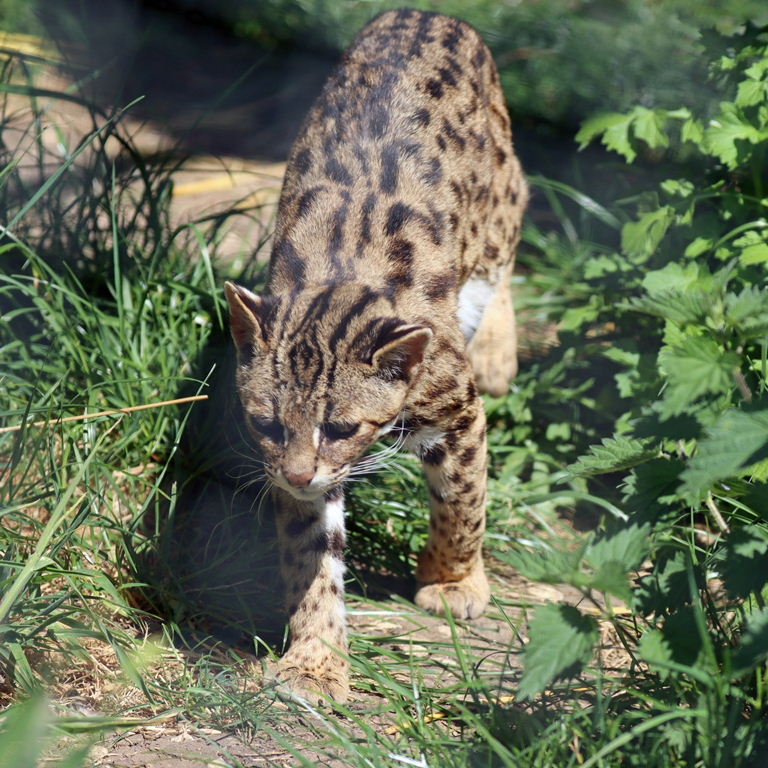 Indian Leopard Cat