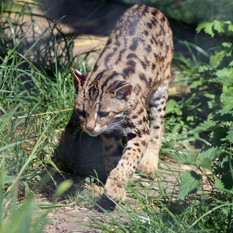 Indian Leopard Cat