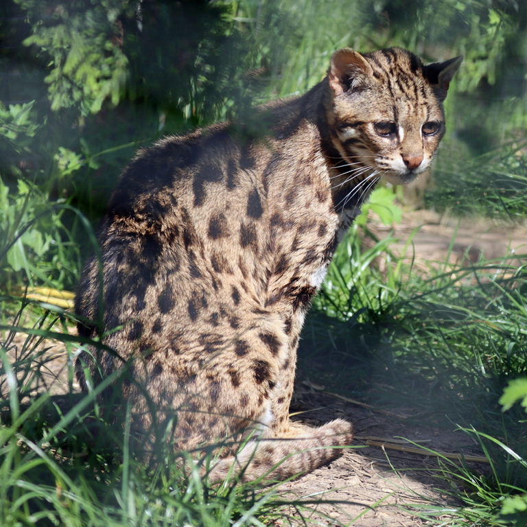 Bengal Leopard Cat