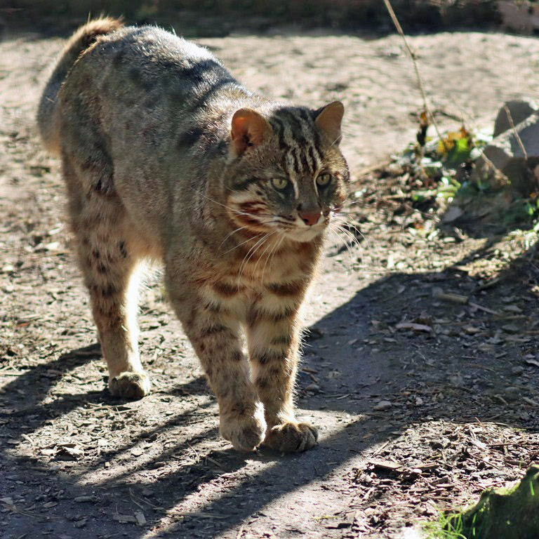 Amur Leopard Cat