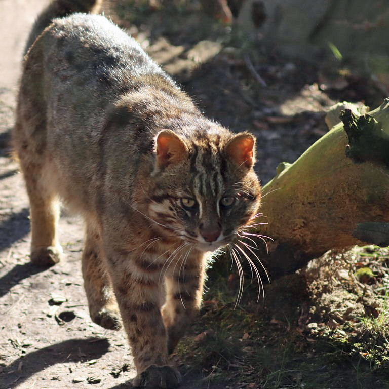 Amur Leopard Cat