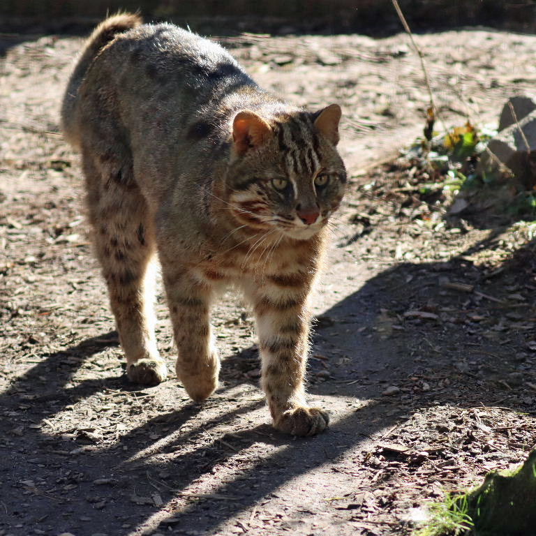 Amur Leopard Cat
