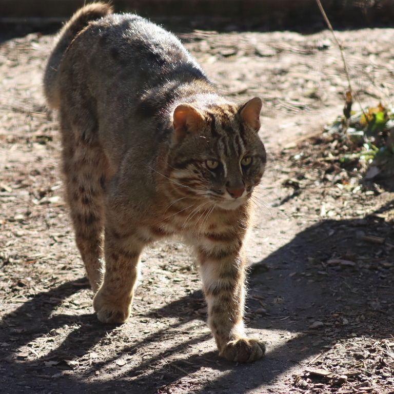 Amur Leopard Cat