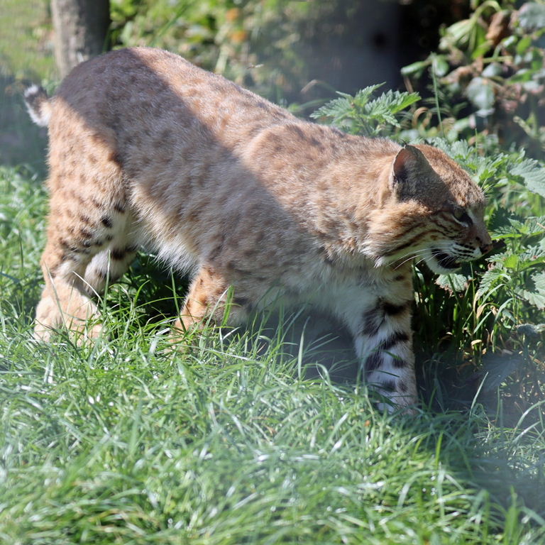 Bobcat
