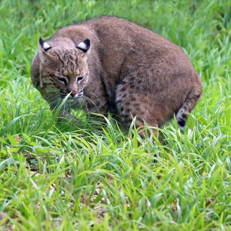 Bobcat