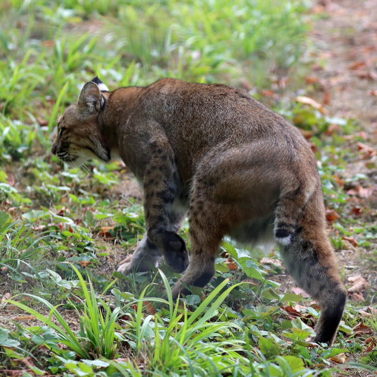 Bobcat