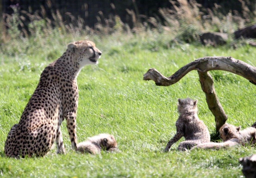 Cheetah mother with cubs