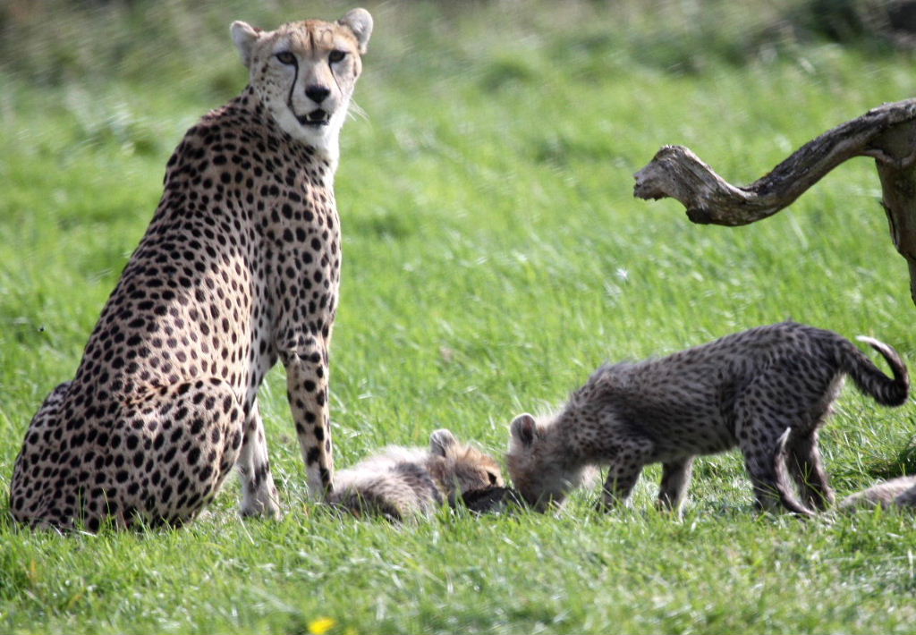 Cheetah mother with cubs