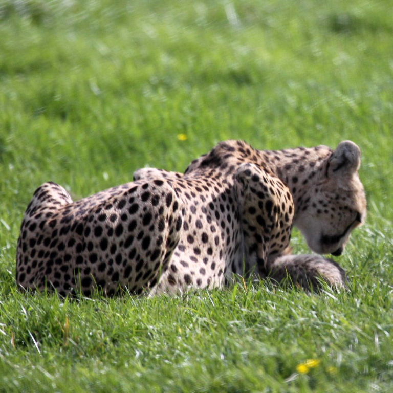 Cheetah mother with cubs