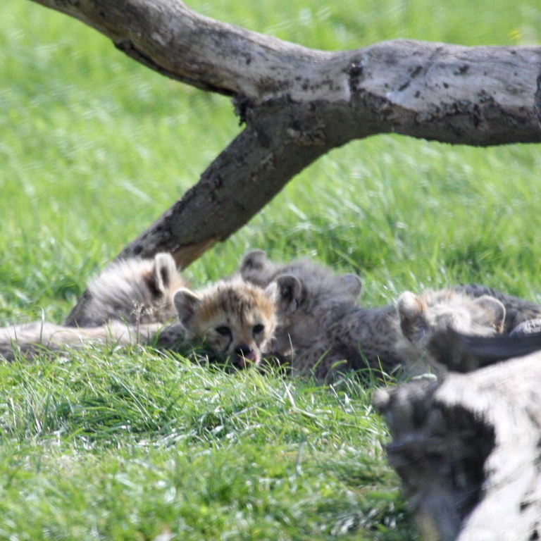 Cheetah cubs