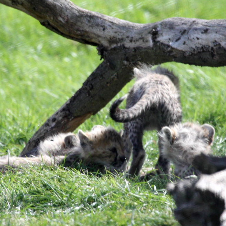Cheetah cubs