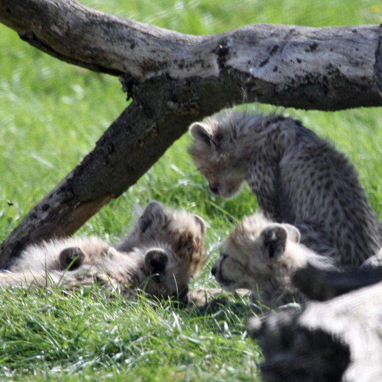 Cheetah cubs
