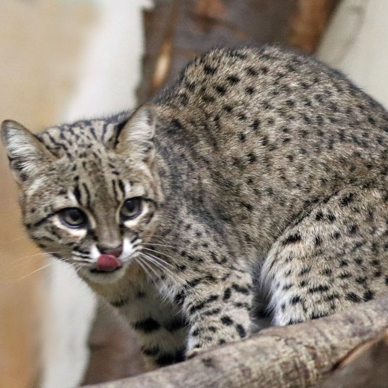 Geoffroy's Cat