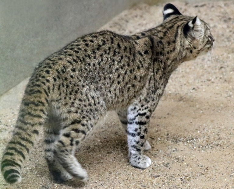 Geoffroy's Cat