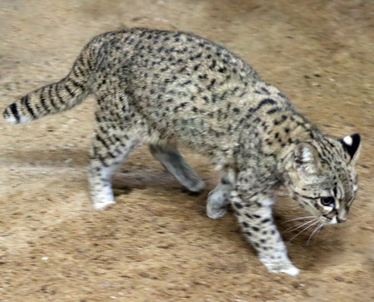 Geoffroy's Cat