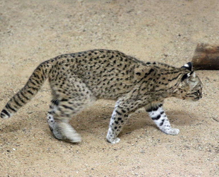 Geoffroy's Cat
