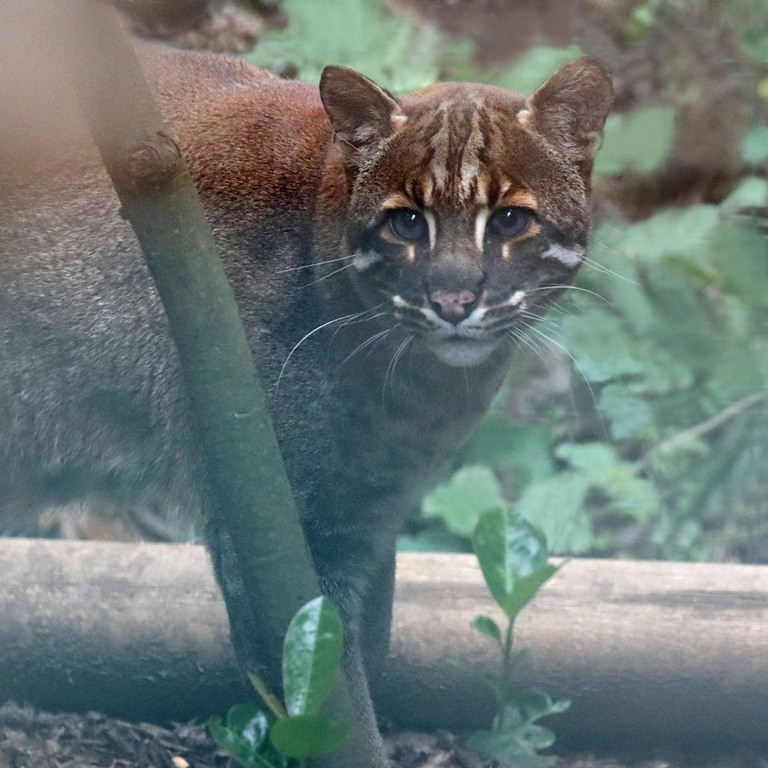 Asian Golden Cat