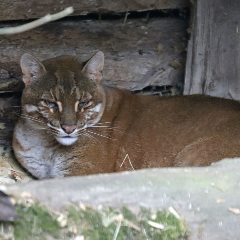 Asian Golden Cat