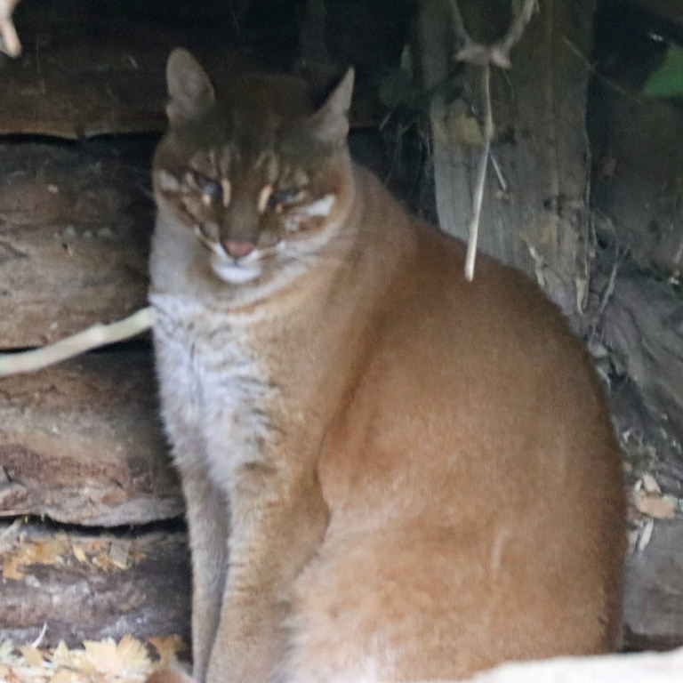 Asian Golden Cat