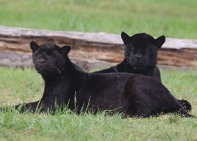 Black Panthers