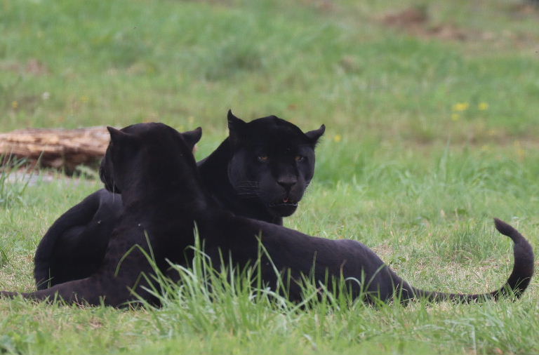 Black Jaguars
