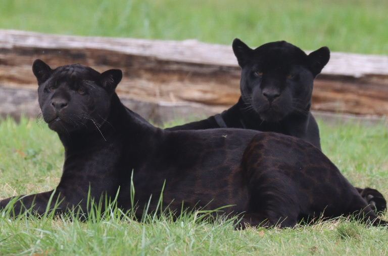 Black Jaguars