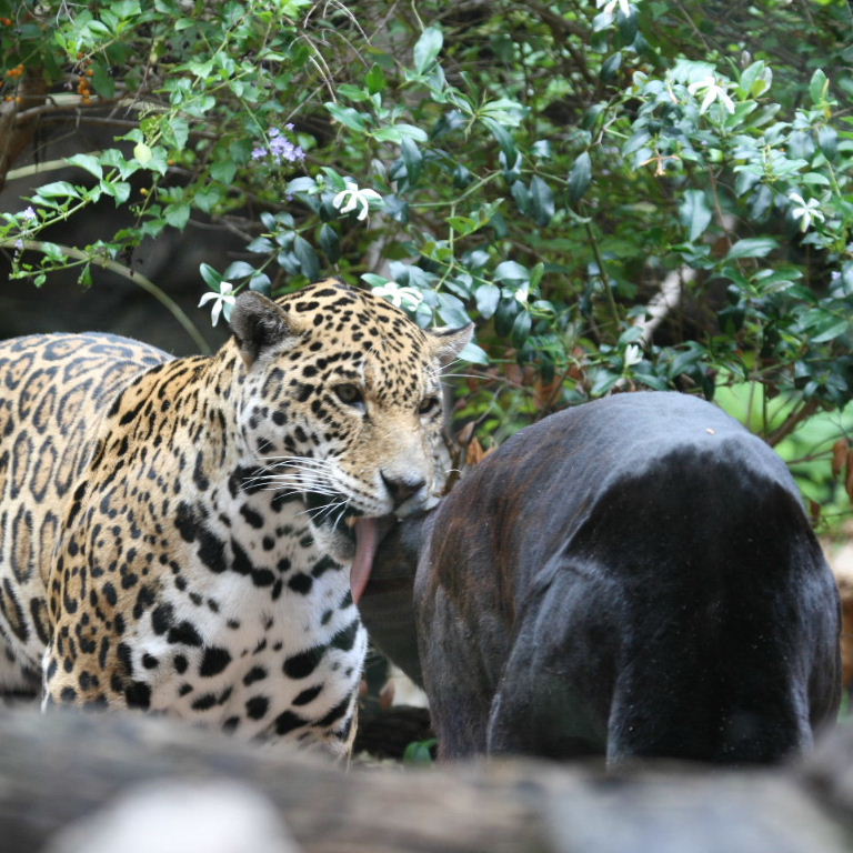 Jaguar - Black Panther